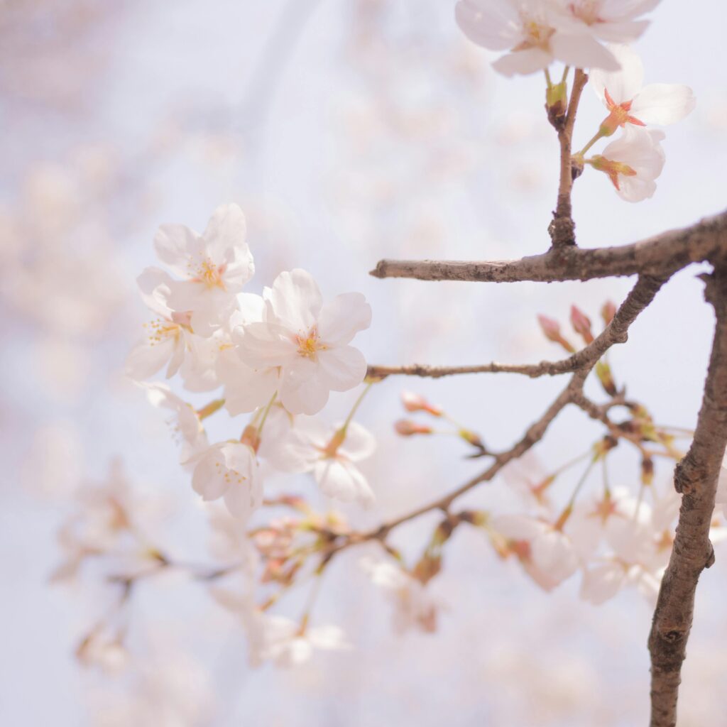 Ikigai cerezo